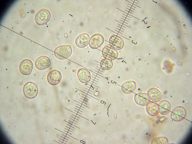Pluteus secc. Hispidoderma (cfr. P. semibulbosus)